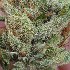 Mango Haze