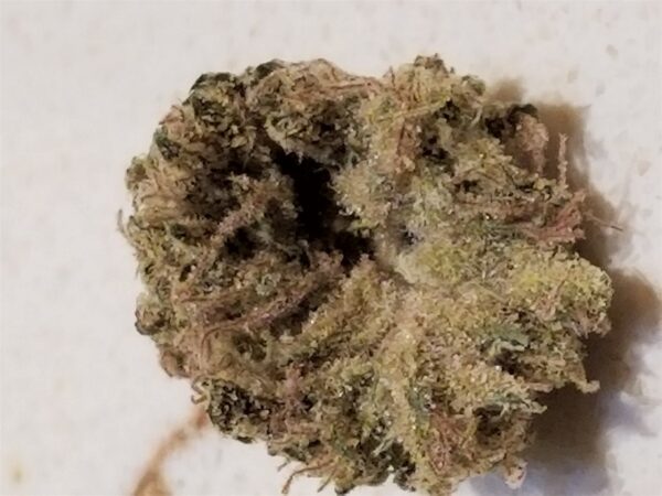 Papaya, Papaya Marijuana Strain