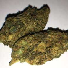 Purple Urkle