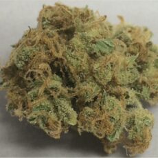 Red Congolese, Red Congolese Marijuana Strain