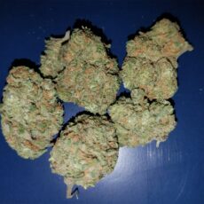 Sensi Star, Sensi Star Marijuana Strain