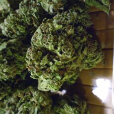 Shishkaberry, Shishkaberry Marijuana Strain