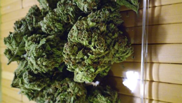 Shishkaberry, Shishkaberry Marijuana Strain