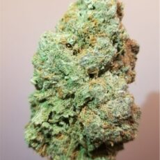 Silver Haze, Silver Haze Marijuana Strain