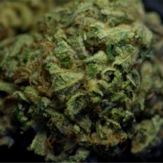 Sunshine, Sunshine Marijuana Strain