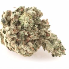 Superglue Marijuana Strain
