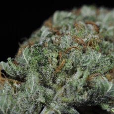 Sweet Tooth