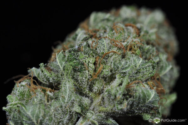 Sweet Tooth