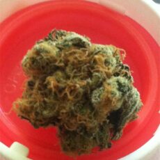 Thai, Thai Marijuana Strain