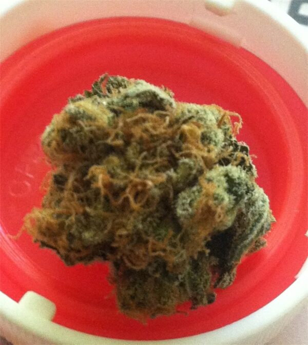 Thai, Thai Marijuana Strain