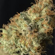 True OG