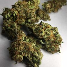 Tutankhamun, Tutankhamon Marijuana Strain