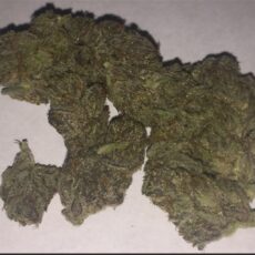 White Buffalo, White Buffalo Marijuana Strain