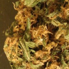 Zkittlez Marijuana Strain