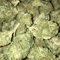 Berry White Marijuana Strain