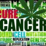 cure cancer with cannabis