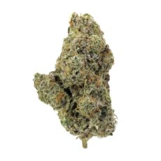 Cement Shoes, Cement Shoes Marijuana Strain