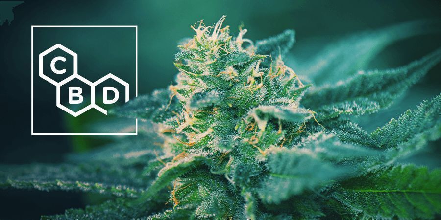 Cannabis 101 1 CBD strains