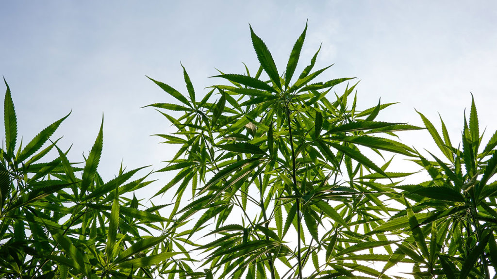 What is THC What is THC