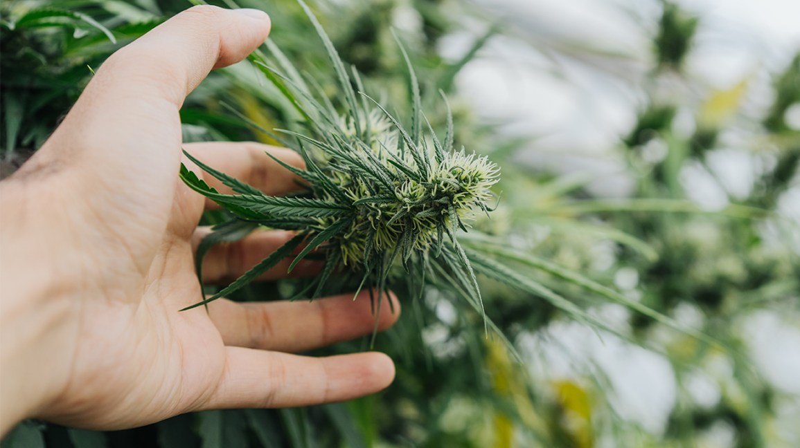 cannabis sativa strains