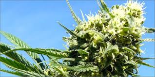 indica strains
