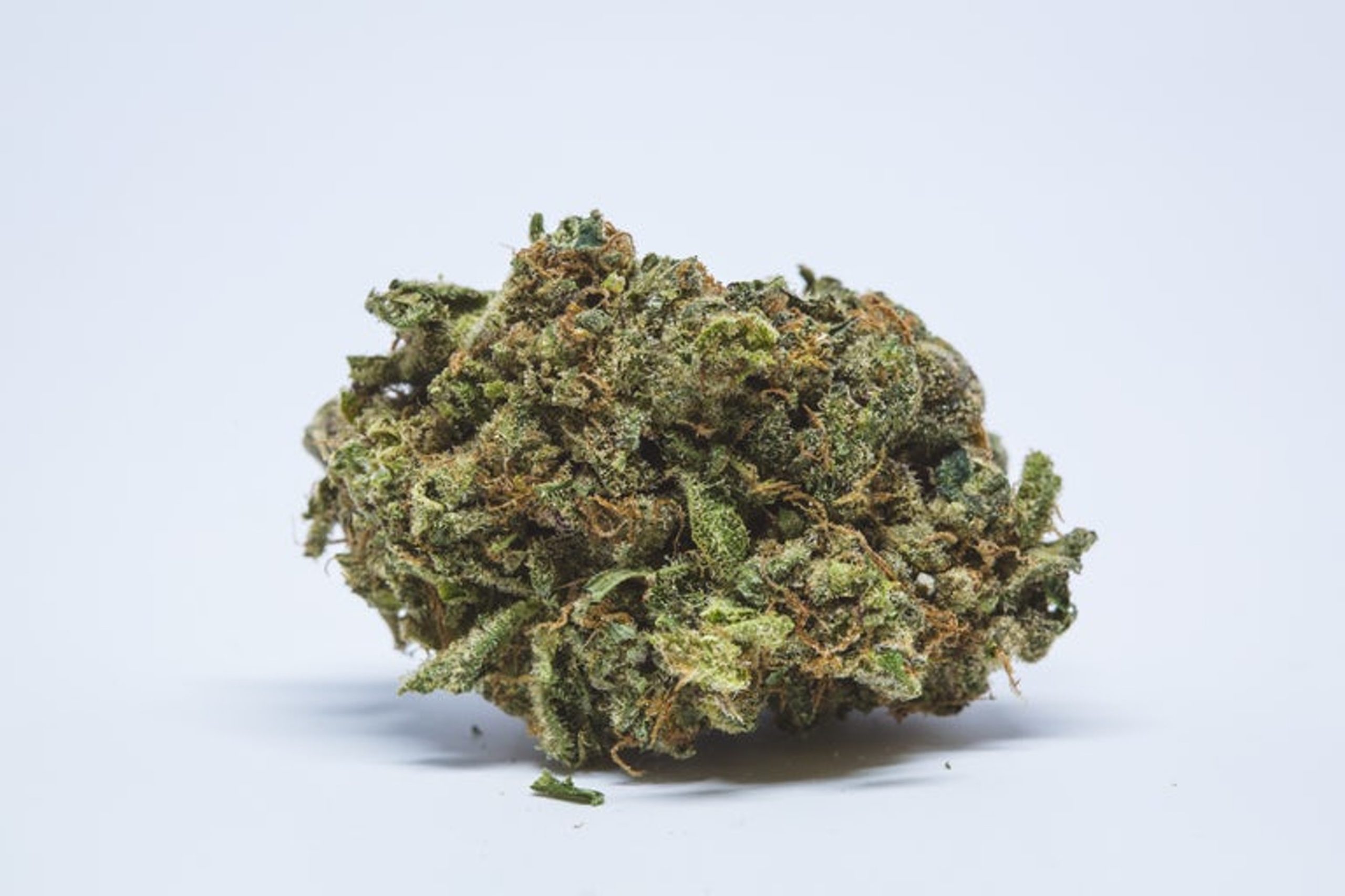 Blue-Cookies-Marijuana-Strain