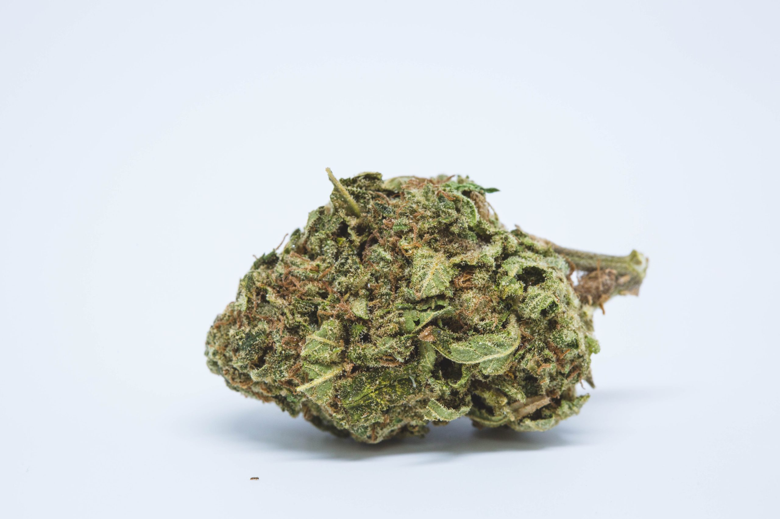 Best marijuana strains for pain, blueberry