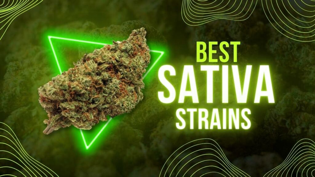 Sativa cannabis strains 1 Explore sativa cannabis strains