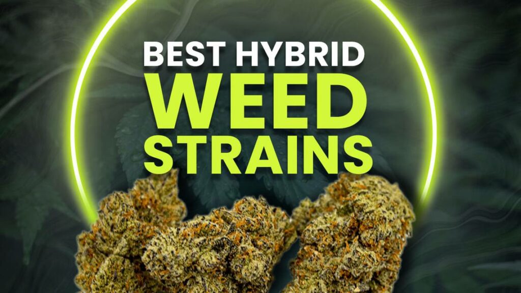 Hybrid cannabis strains 1 Explore Hybrid cannabis strains