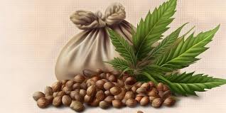Seeds 1 cannabis seeds