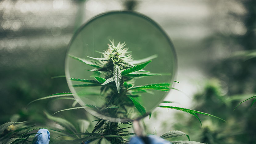 cannabis plants