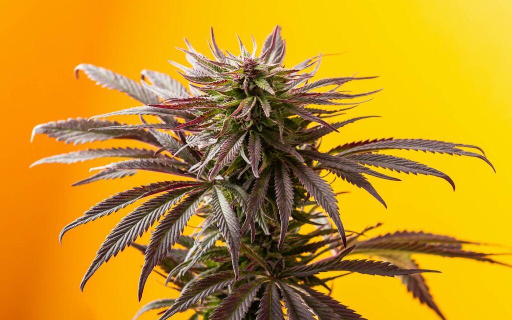 Cannabis 101 3 what is cannabis?