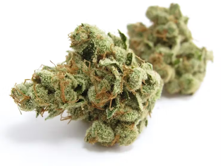 America’s winning weed Strains of Summer 2022 6 Summer Weed Strains 2022