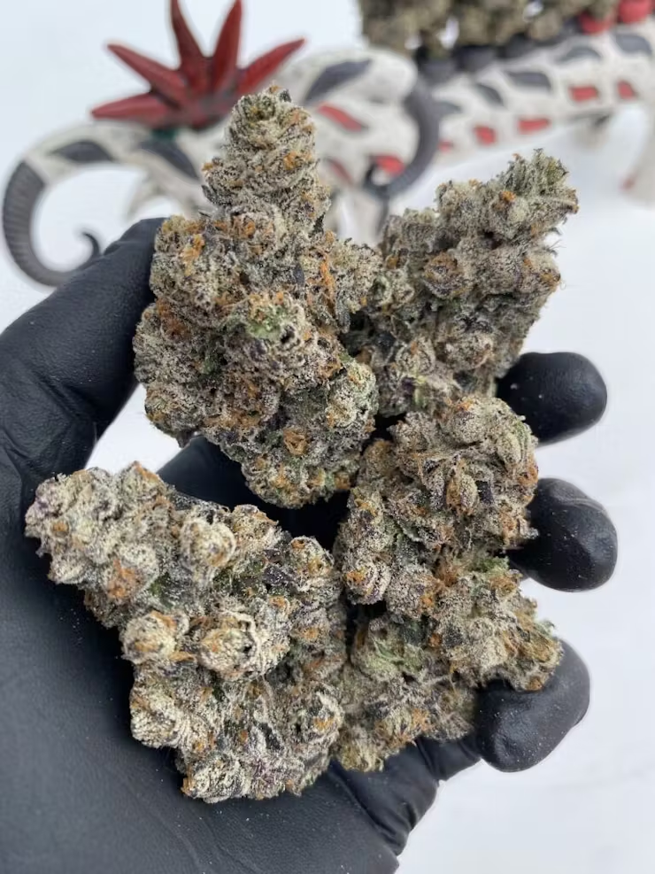 America’s winning weed Strains of Summer 2022 8 Summer Weed Strains 2022