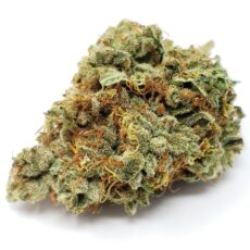Amnesia Haze strain