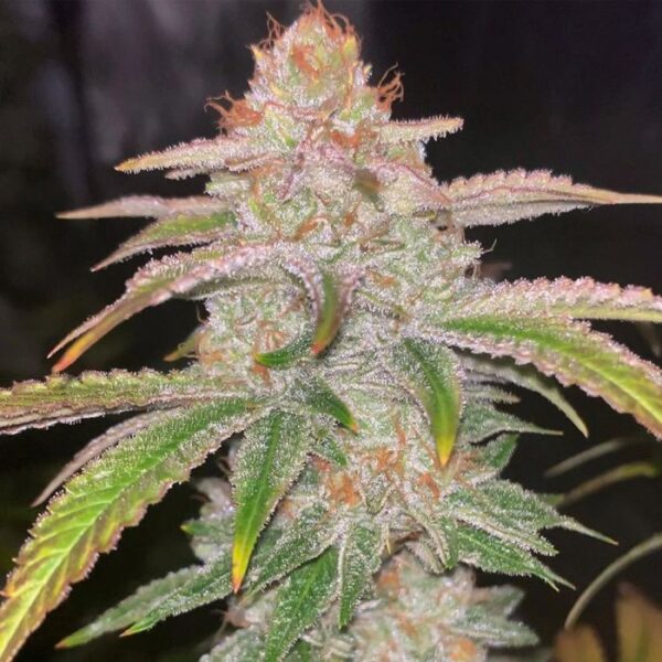 Cake Bomb Strain - Image 3
