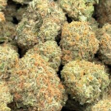 Girl Scout Cookies Strain