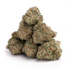 Jack Herer strain