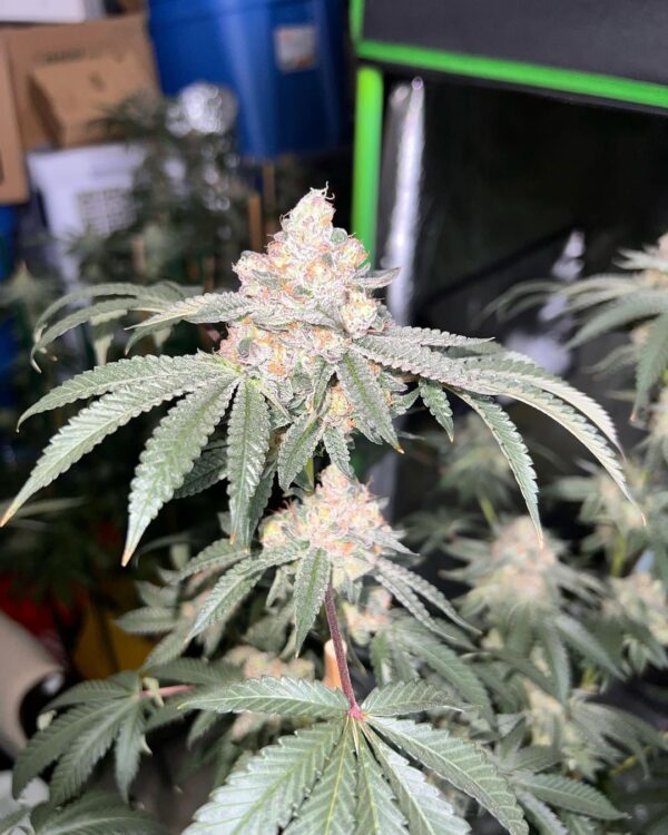 Strawberry Gary Strain - Image 3