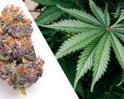 buy marijuana online