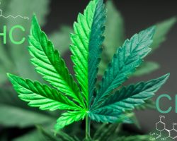 mail order marijuana online