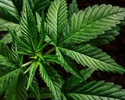 dispensary shipping worldwide, buy marijuana online, buy skunk online uk