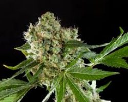 buy weed online, Colorado dispensary shipping worldwide, online dispensary, legit, online dispensary shipping worldwide, buy marijuana online, weed online, online weed dispensary, 420 mail order, online dispensary shipping worldwide reviews, 420 mail order worldwide, online dispensary mail order, buy cannabis online, dispensaries that ship to pa, dispensary that ship to Texas, order weed online, dispensaries that ship to va, how to buy edibles online without a card, marijuana online, canada dispensary worldwide shipping, cannabis online dispensary, weed dispensary online, online dispensaries, mail order medical marijuana, online dispensary shipping worldwide paypal, weed online supplier dispensary, cheap legit online dispensary shipping worldwide, online marijuana dispensary, 420 mail order usa, order marijuana online, order marijuana online, cannabis online, online dispensary fl, where to buy weed online, mail order marijuana, online weed dispensaries, dispensaries that ship to tennessee, marijuana dispensary online, online marijuana dispensaries, marijuana online dispensary