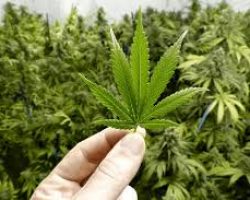 buy weed online, Colorado dispensary shipping worldwide, online dispensary, legit, online dispensary shipping worldwide, buy marijuana online, weed online, online weed dispensary, 420 mail order, online dispensary shipping worldwide reviews, 420 mail order worldwide, online dispensary mail order, buy cannabis online, dispensaries that ship to pa, dispensary that ship to Texas, order weed online, dispensaries that ship to va, how to buy edibles online without a card, marijuana online, canada dispensary worldwide shipping, cannabis online dispensary, weed dispensary online, online dispensaries, mail order medical marijuana, online dispensary shipping worldwide paypal, weed online supplier dispensary, cheap legit online dispensary shipping worldwide, online marijuana dispensary, 420 mail order usa, order marijuana online, order marijuana online, cannabis online, online dispensary fl, where to buy weed online, mail order marijuana, online weed dispensaries, dispensaries that ship to tennessee, marijuana dispensary online, online marijuana dispensaries, marijuana online dispensary