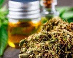 buy weed online, Colorado dispensary shipping worldwide, online dispensary, legit, online dispensary shipping worldwide, buy marijuana online, weed online, online weed dispensary, 420 mail order, online dispensary shipping worldwide reviews, 420 mail order worldwide, online dispensary mail order, buy cannabis online, dispensaries that ship to pa, dispensary that ship to Texas, order weed online, dispensaries that ship to va, how to buy edibles online without a card, marijuana online, canada dispensary worldwide shipping, cannabis online dispensary, weed dispensary online, online dispensaries, mail order medical marijuana, online dispensary shipping worldwide paypal, weed online supplier dispensary, cheap legit online dispensary shipping worldwide, online marijuana dispensary, 420 mail order usa, order marijuana online, order marijuana online, cannabis online, online dispensary fl, where to buy weed online, mail order marijuana, online weed dispensaries, dispensaries that ship to tennessee, marijuana dispensary online, online marijuana dispensaries, marijuana online dispensary