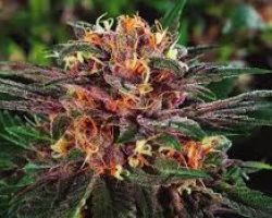 buy weed online, Colorado dispensary shipping worldwide, online dispensary, legit, online dispensary shipping worldwide, buy marijuana online, weed online, online weed dispensary, 420 mail order, online dispensary shipping worldwide reviews, 420 mail order worldwide, online dispensary mail order, buy cannabis online, dispensaries that ship to pa, dispensary that ship to Texas, order weed online, dispensaries that ship to va, how to buy edibles online without a card, marijuana online, canada dispensary worldwide shipping, cannabis online dispensary, weed dispensary online, online dispensaries, mail order medical marijuana, online dispensary shipping worldwide paypal, weed online supplier dispensary, cheap legit online dispensary shipping worldwide, online marijuana dispensary, 420 mail order usa, order marijuana online, order marijuana online, cannabis online, online dispensary fl, where to buy weed online, mail order marijuana, online weed dispensaries, dispensaries that ship to tennessee, marijuana dispensary online, online marijuana dispensaries, marijuana online dispensary